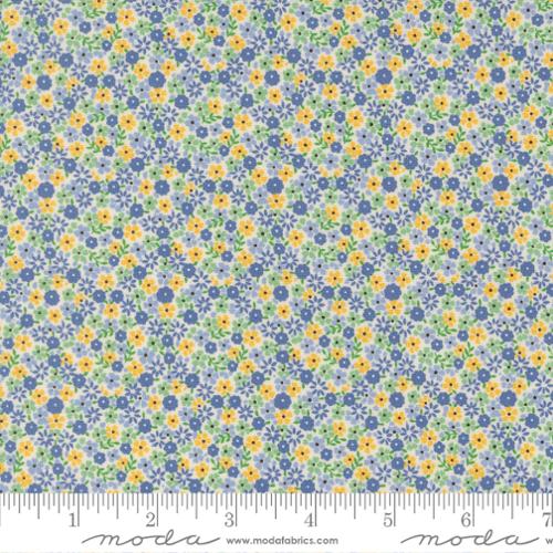 Cute Calico Aloe - 30&